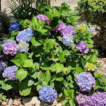 Frühstückspension Le Palme 4*