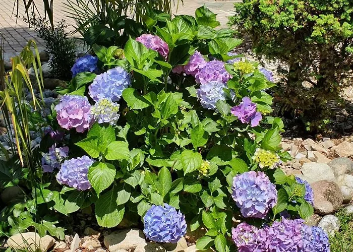 فندق مبيت وإفطار Le Palme 4*